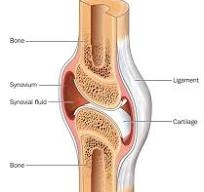 Cartilage