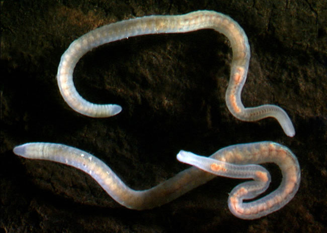 Oligochaetes