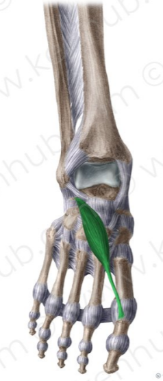 Extensor corto del dedo gordo