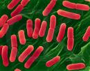 DominioBacteria