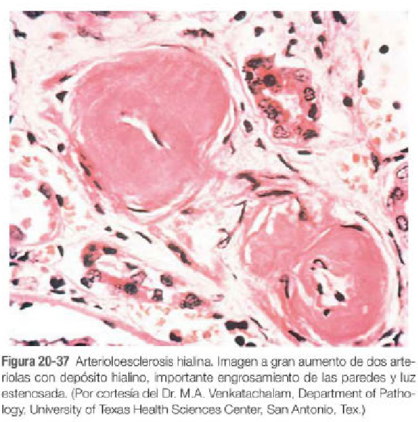 histología