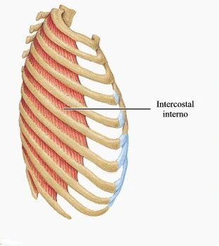 Intercostales internos