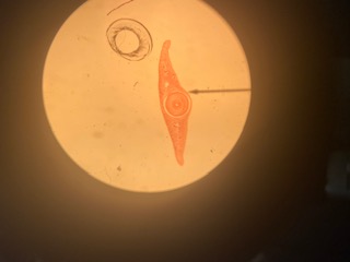 Planaria cross-section, 40x