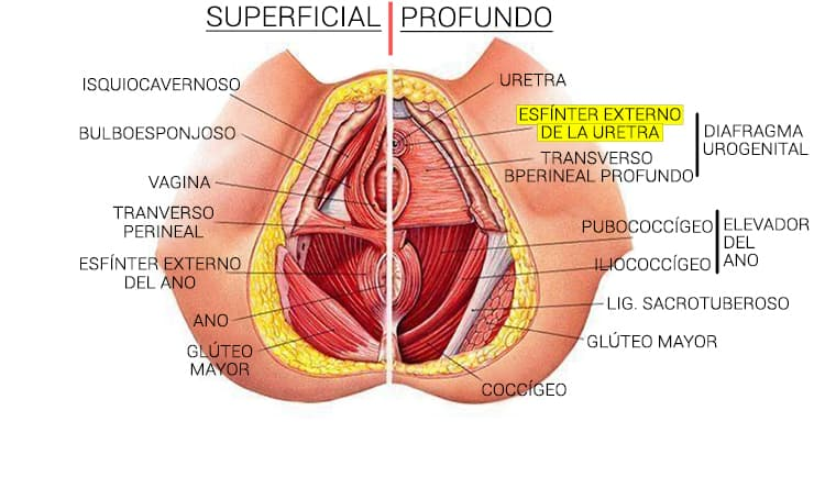 Músculos del periné