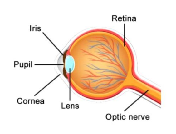 Image with all the parts of the structure of eye