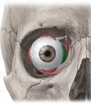 Recto medial