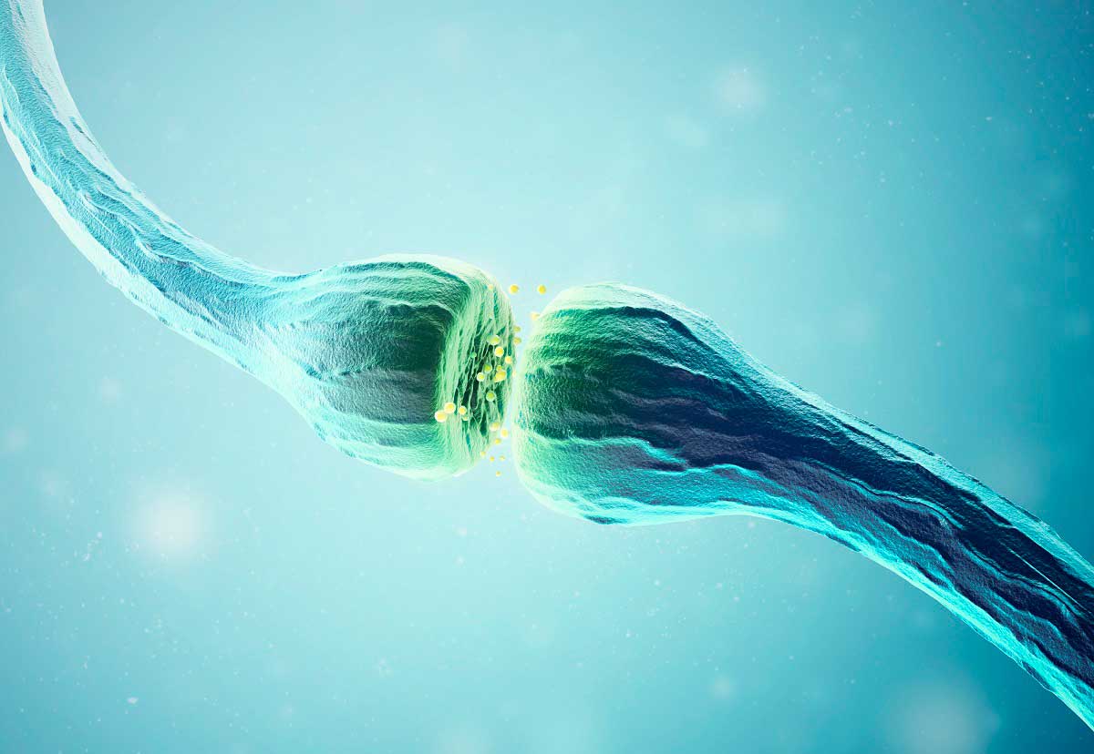 ACETILCOLINA (ACH) Es una sustancia química liberada por las células nerviosas para enviar señales a otras células. Su nombre