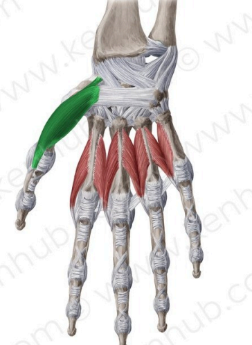 Abductor corto de pulgar