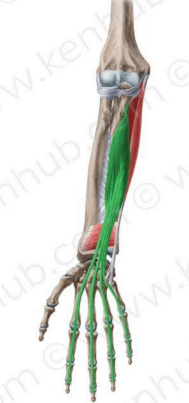 Flexor profundo de los dedos