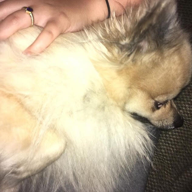 Dogs