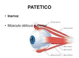 PAR CRANEAL IV NERVIO PATÉTICO
