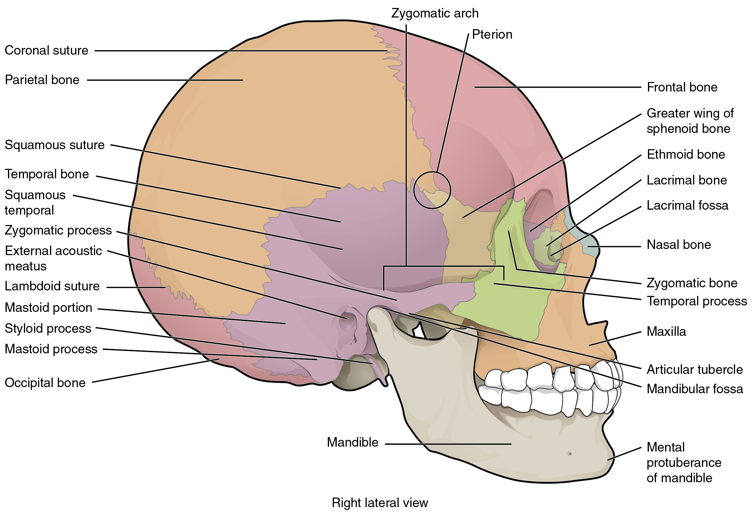 skull