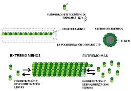 MICROTÚBULOS: