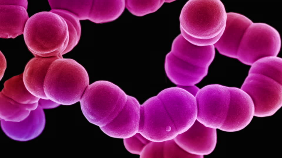 Coccus
