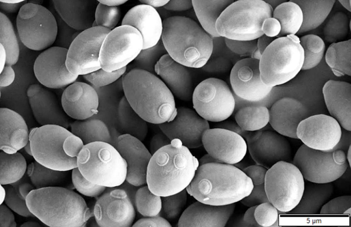 Saccharomyces Cerevisiae