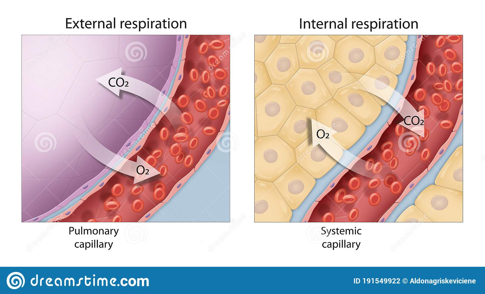 Labeled diagram displaying internal vs external respiration