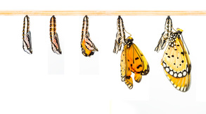 Transformative Learning