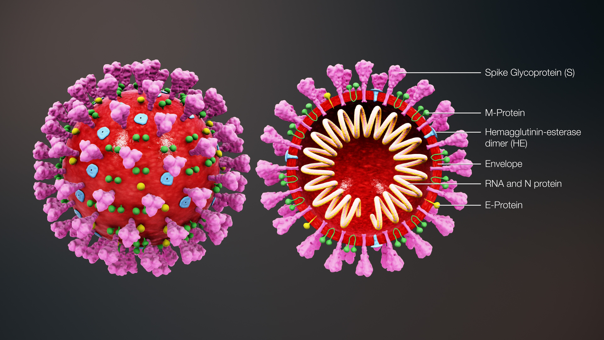 What is Covid-19, it's symptoms and how is it transmitted?

Covid-19 is an example of a coronavirus. This is a family of viru