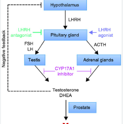 Androgen receptor pathway inhibitors