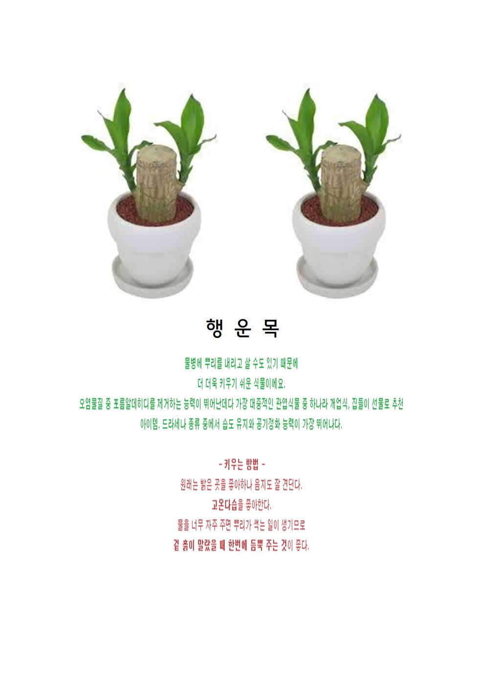행운목