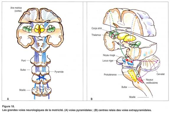 Les antipsychotiques bloquent la dopamine, neurotransmetteur impliqué dans le mvt des muscles lisses des voies nerveuse extra