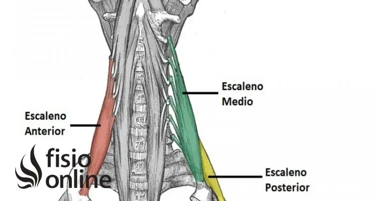 Escalenos