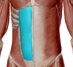 Recto del abdomen