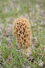 Sac Fungi