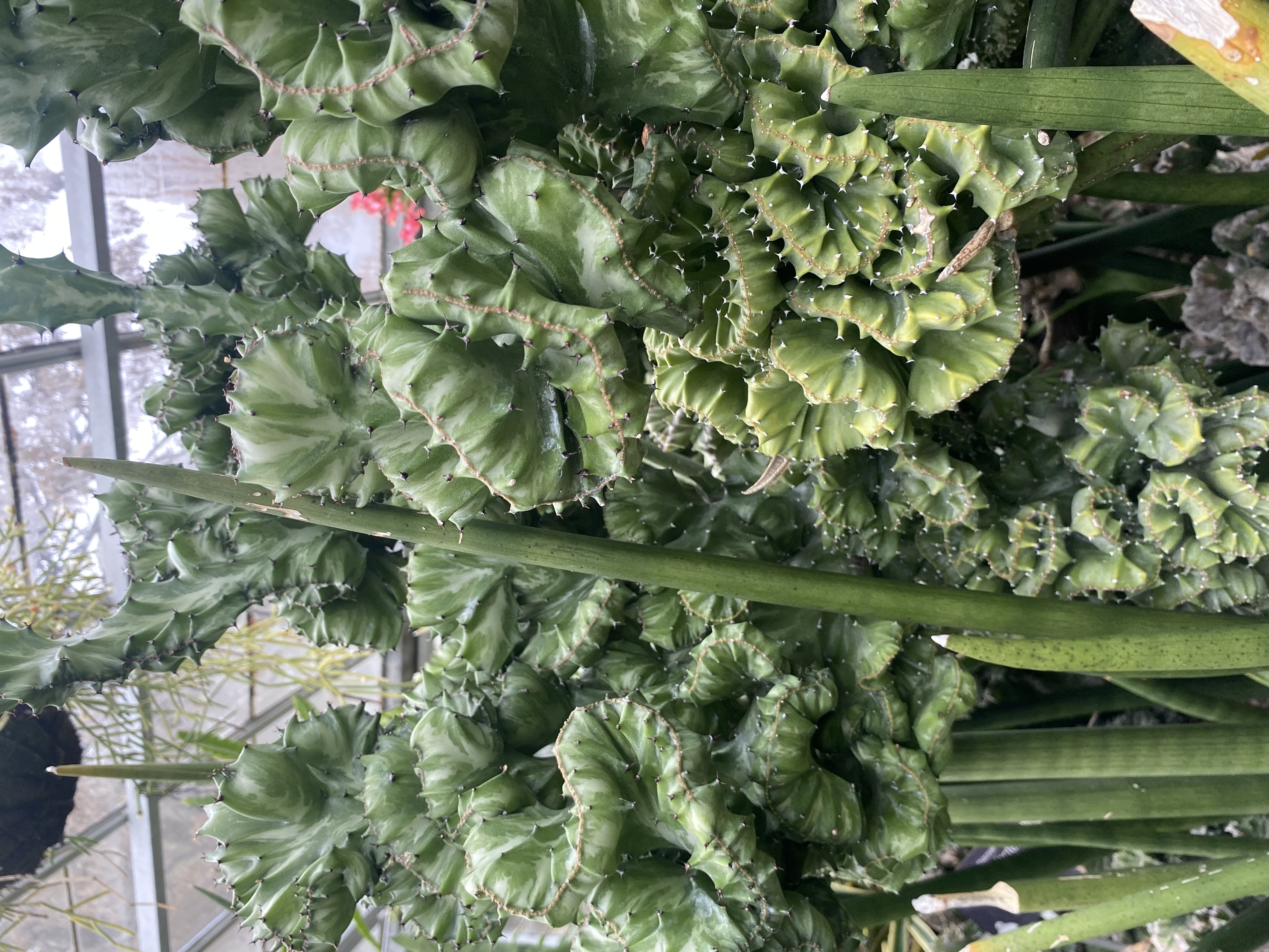 Common name: Candelabra cactus