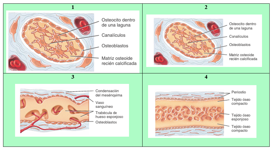 Osificación intramembranosa