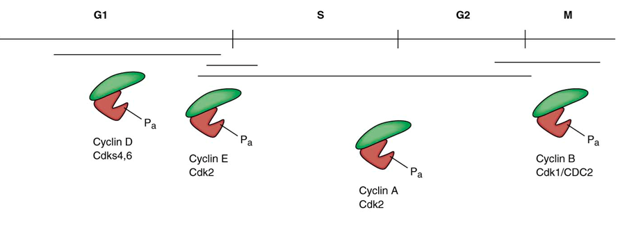 Cell cycle controlled by proteins (Cyclins and Cyclin-Dependent Kinases (CDKs)) in the cytoplasm:
