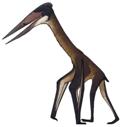 Zhejiangopterus linhaiensis