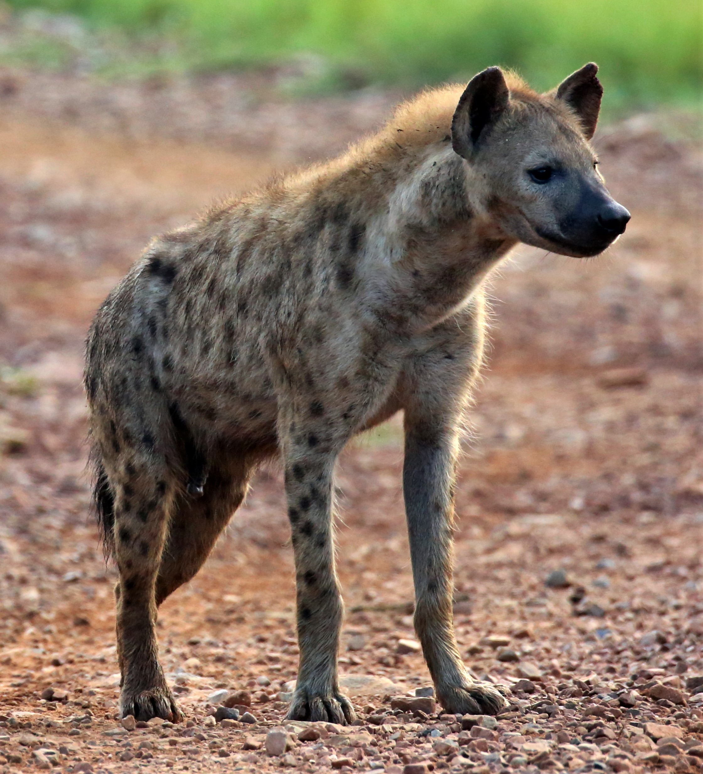 Hyenas