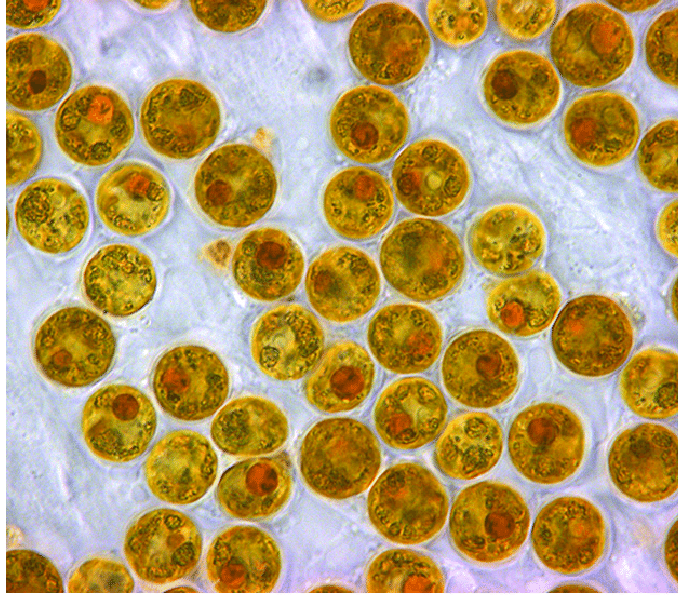 Symbiodium