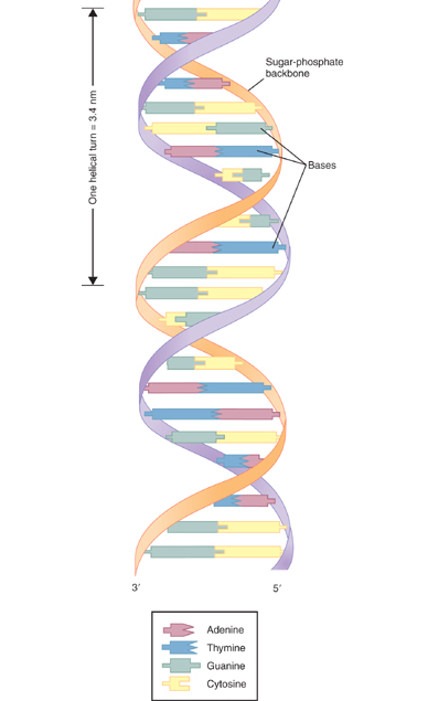 Each chromosome consists of a single, continuous DNA double helix