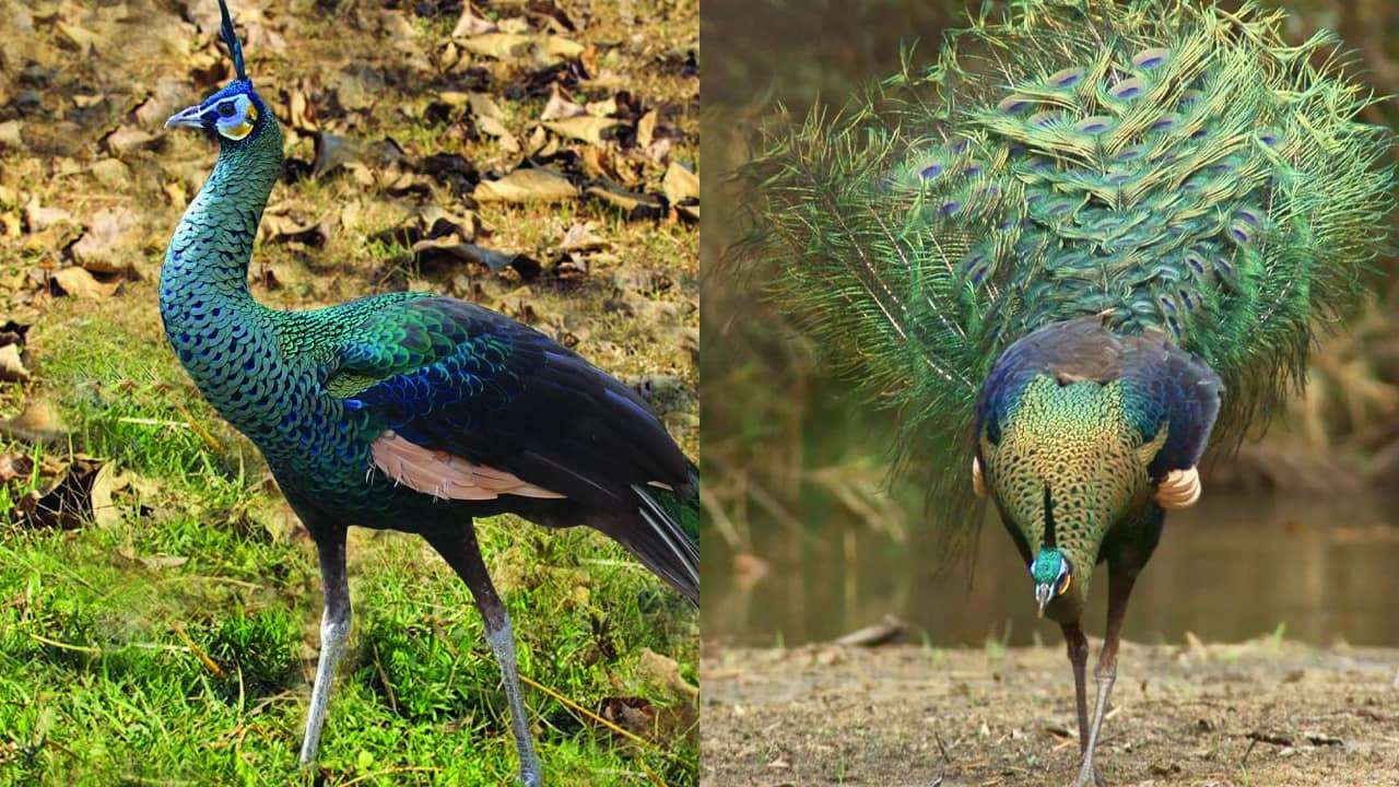 Pavo muticus