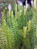 lycopodiopsida