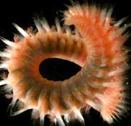 Polychaeta