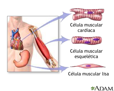 Tipos de tejido
