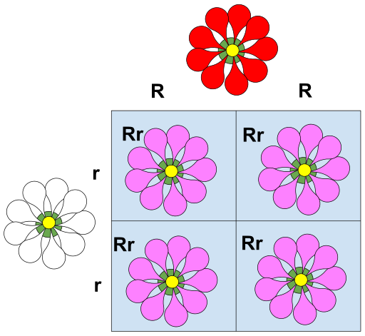 Incomplete dominance square