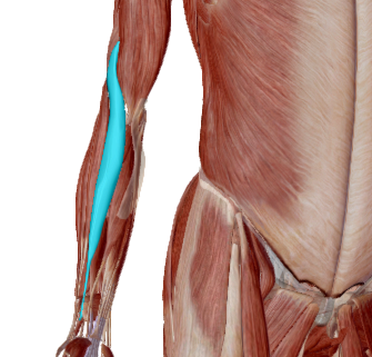 Braquirradial