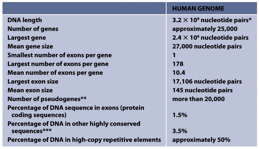 Organization of the Human Genome