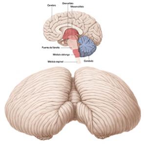 CEREBELO