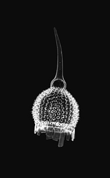 Radiolarians