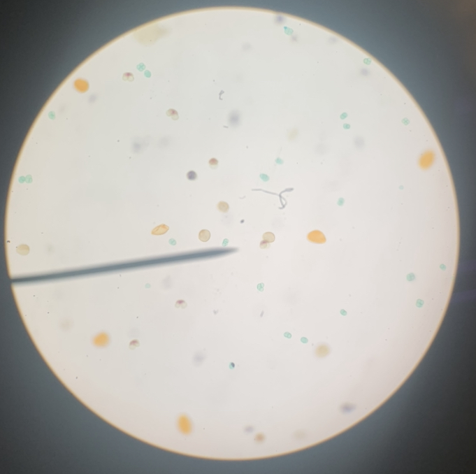 Pollen 100x
