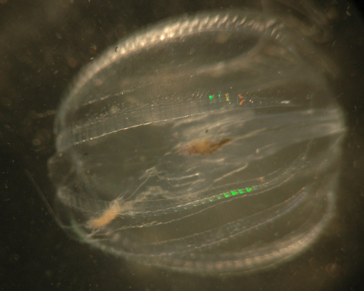 Pleurobrachia bachei