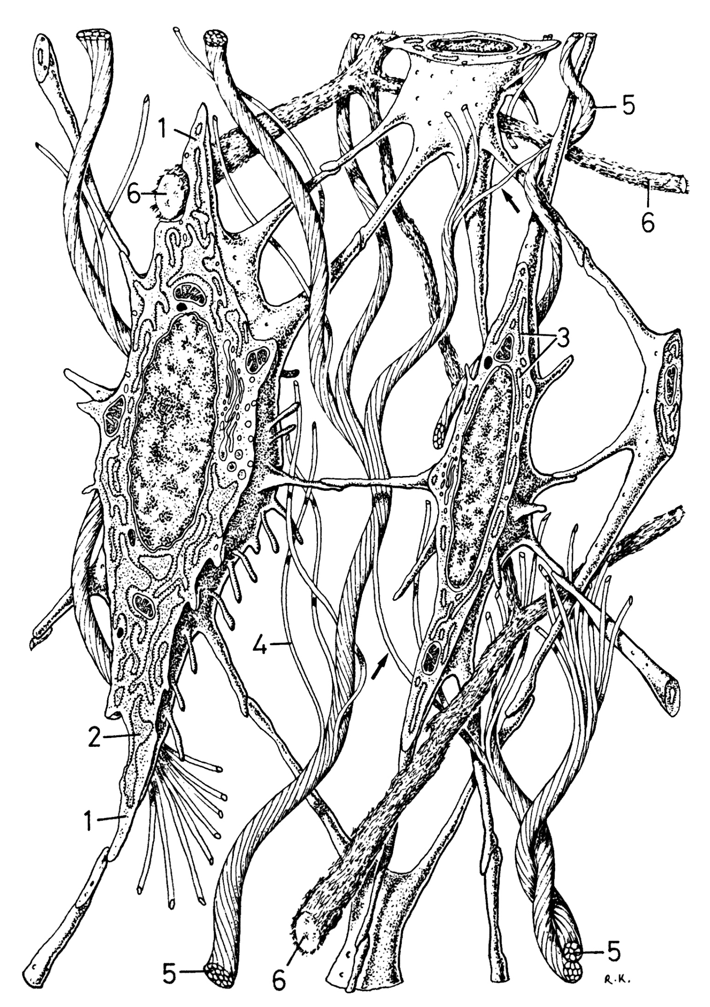 FIBROBLASTOS