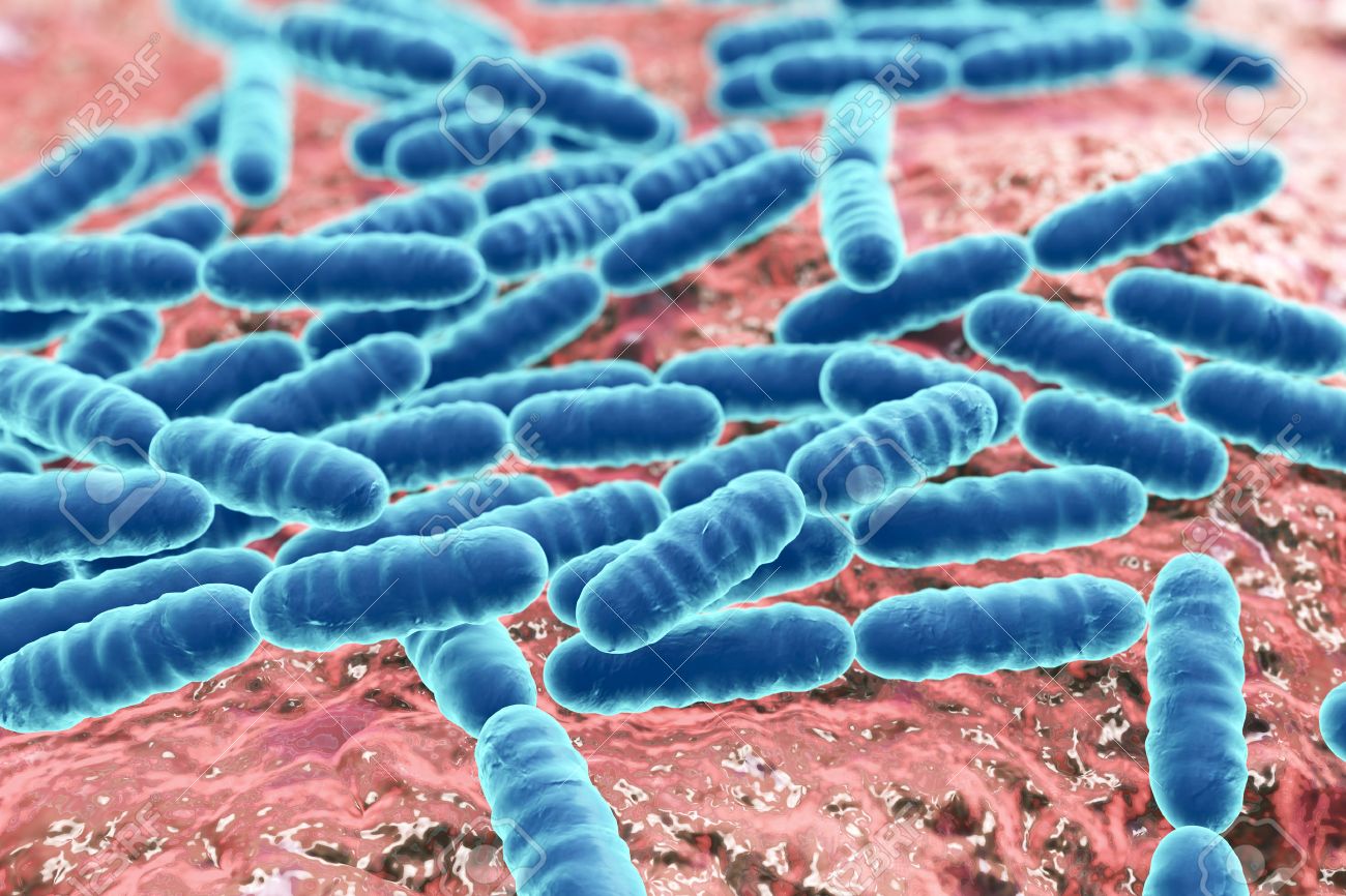 Bacillus