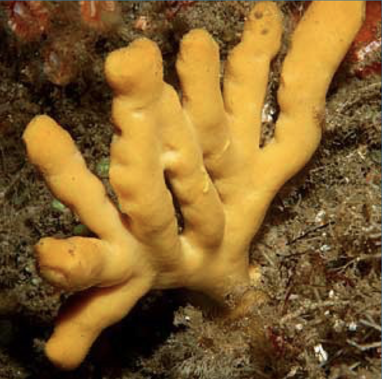 Ex. sponges