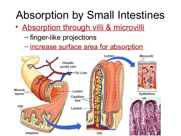Absorption